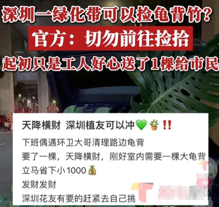 深圳，一男子下班回家发现绿化带有工作人员在清理龟背竹，上前询问能否送自己一棵，工