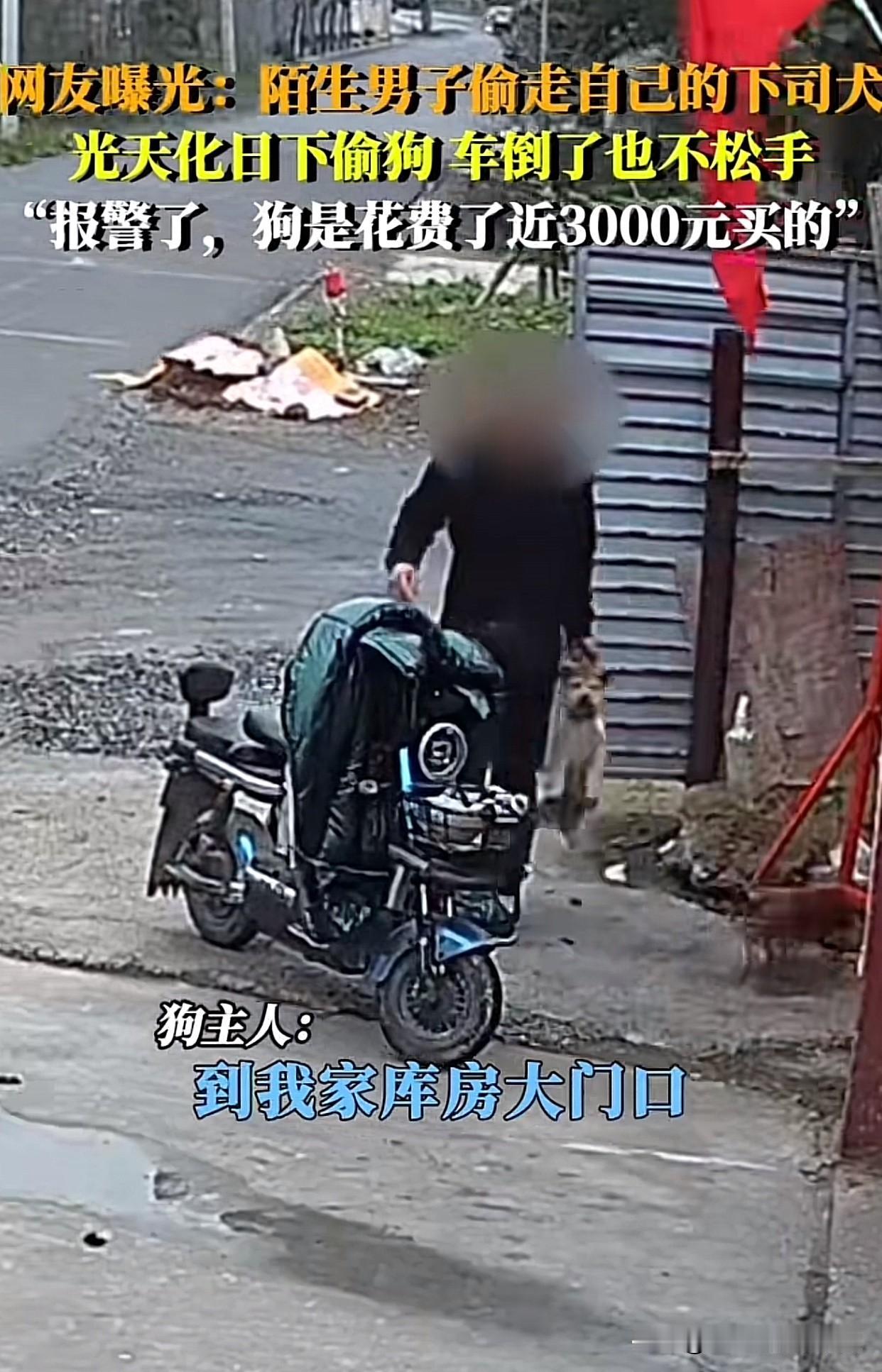 “太嚣张了！”山西有个小伙子，花近3000块买了只最近很火的下司犬，结果狗狗在仓