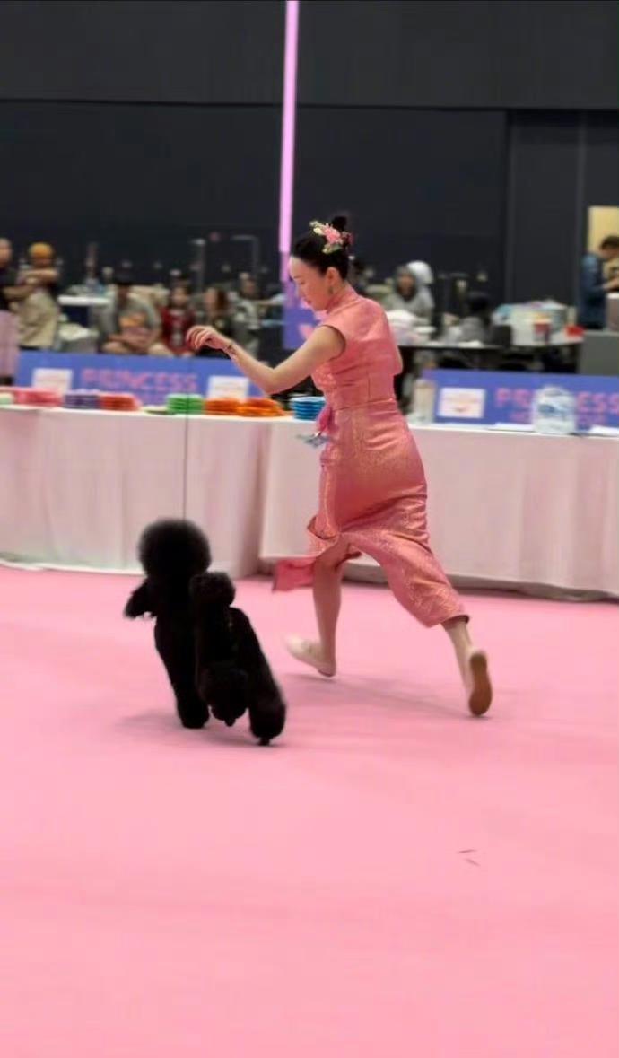 霍思燕带狗夺冠！中国狗狗在国际赛场太给力了，背后故事太燃了！霍思燕先