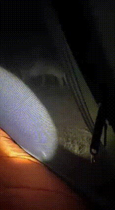 昨天晚上，一个徒步群遇到狼群，这是失联前最后一个拍摄视频！目前还未联系上徒步人