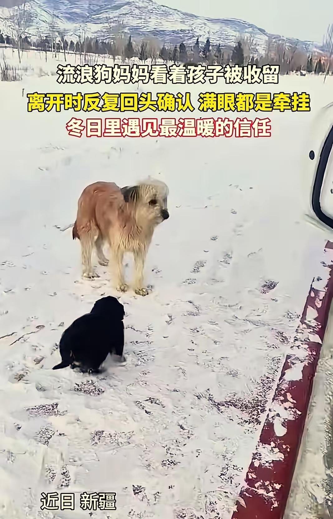 看哭了！新疆大雪天，流浪狗妈当众“弃子”，背后真相暖到骨子里我的天！刷到这