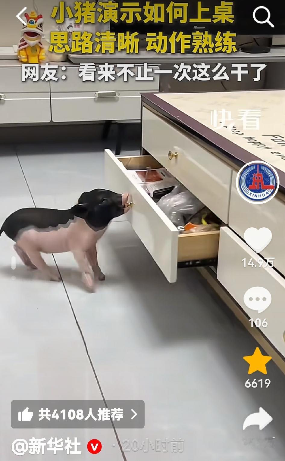“火到新华社了！”河北，一网友怀疑小猪偷吃饼干，小猪摇头不承认。他让小猪爬上比它