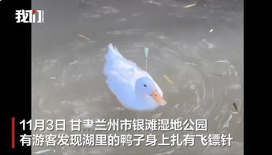 “建议严惩！”11月3日，甘肃兰州，银滩湿地公园，一只麻鸭在湖中游过，一支金属飞
