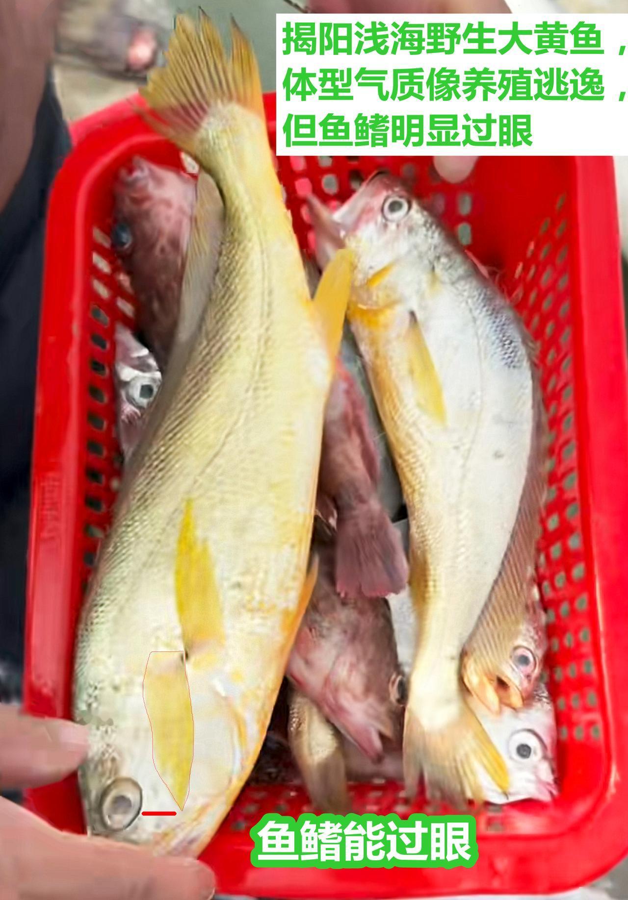 揭阳浅海野生大黄鱼，体型气质，像养殖逃逸。但鱼鳍明显过眼，大家讨论一下。