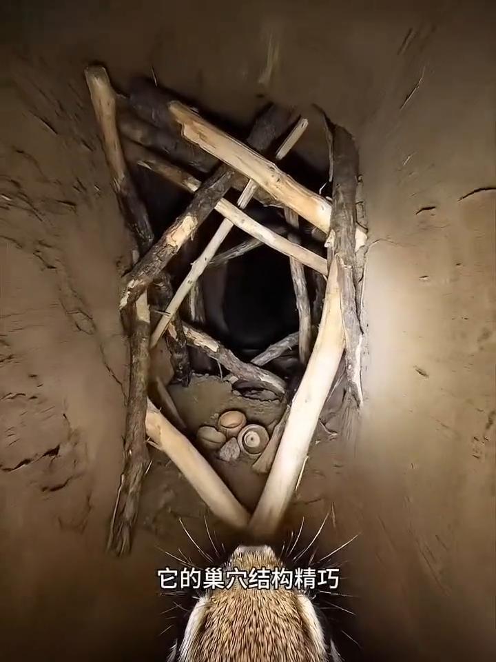 当小巧的松鼠背上微型摄像头，一场洞穴深处的探秘正式开启。绝大多数松鼠偏爱在高大树