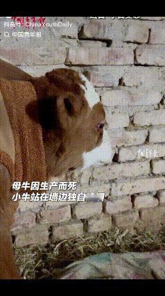 宁夏老马家的小牛出生没几天，母牛就死了。别人家的牛喂它奶，可每次喝完它都自己走到