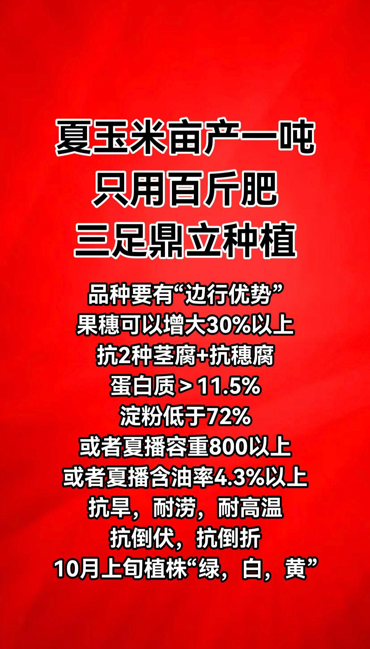 夏玉米亩产一吨只用百斤肥三足鼎立种植（3行玉米留一个大行，株距16~19厘米