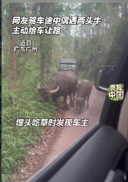 广东广州一女子驾车经过乡村小道，他遇到两头牛挡住了他的去路，可令他万万没有想到的