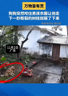 这下科学也解释不清了！近日广东，男孩正在院子玩，身后的狗狗突然狂吠，男孩让狗狗闭