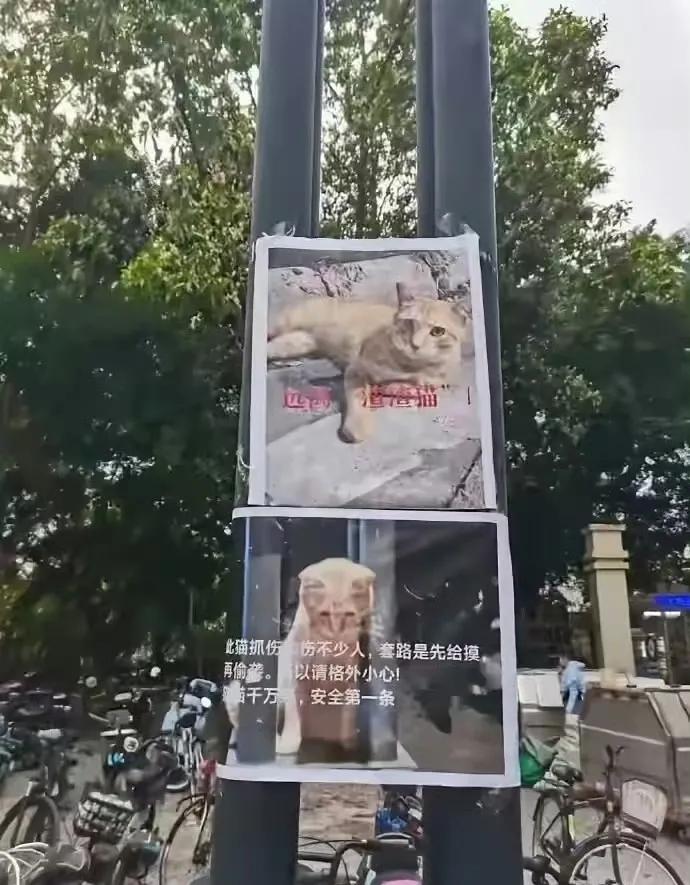 某高校公示渣渣猫，勾人摸它却伤人！没想到渣渣猫本尊到场，看罢告示怒火中烧，直接