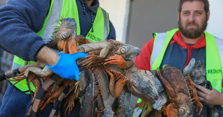 佛州遭遇‘蜥蜴雨’！寒潮致数万蜥蜴冻僵被处安乐死