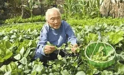 百岁老人只有30多岁的器官, 因为天天吃这个