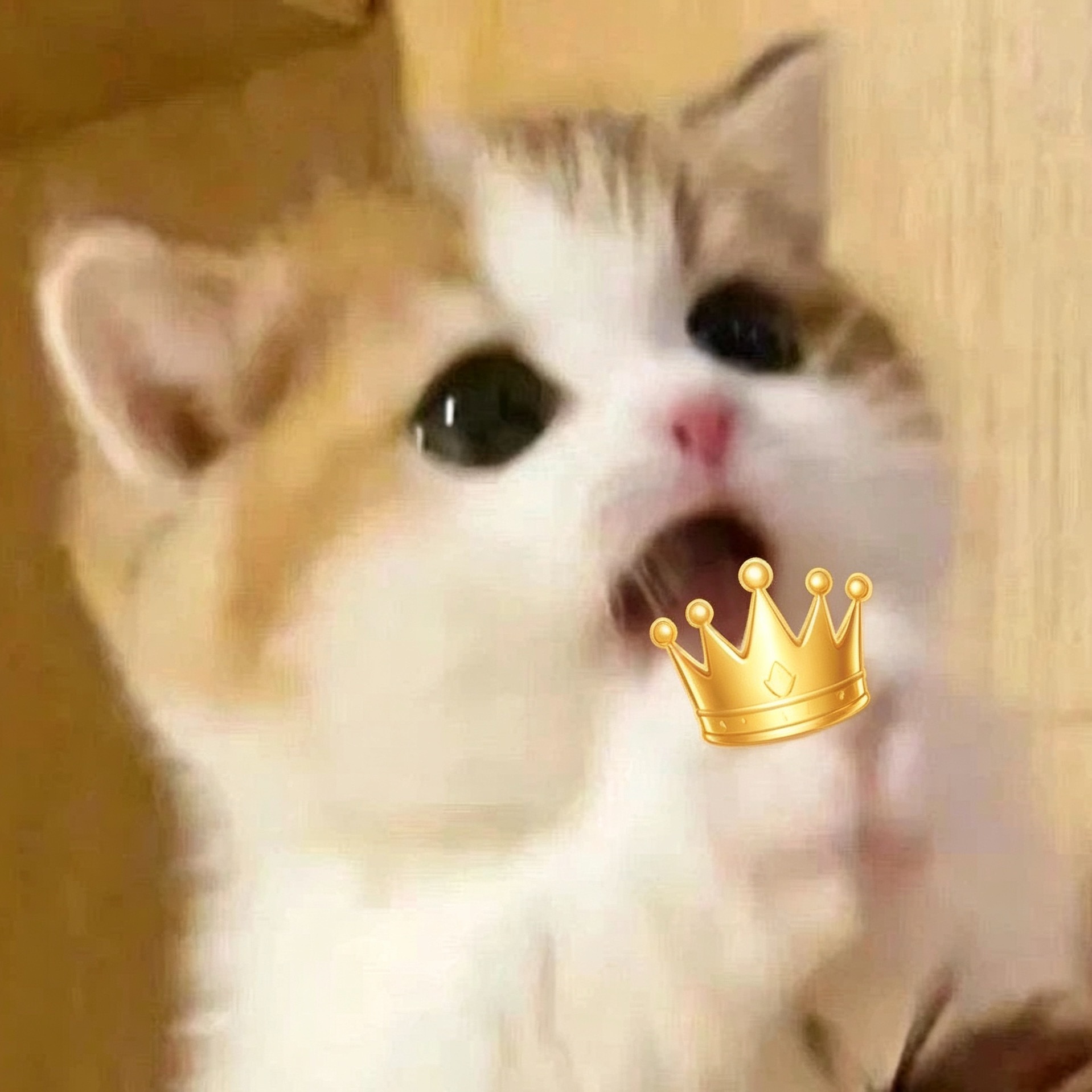 咪说：请来领取你们的王冠👑​​​