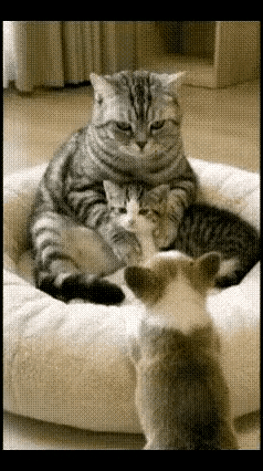 这画面也太暖乎了！猫妈妈裹着被窝紧紧搂着自己的猫宝宝，浑身都散发着温柔的母性，看