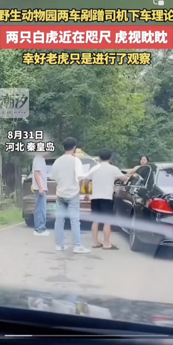 “我不敢看了，我好害怕！”8月31日，秦皇岛野生动物园猛兽区内，两辆游客的车辆在