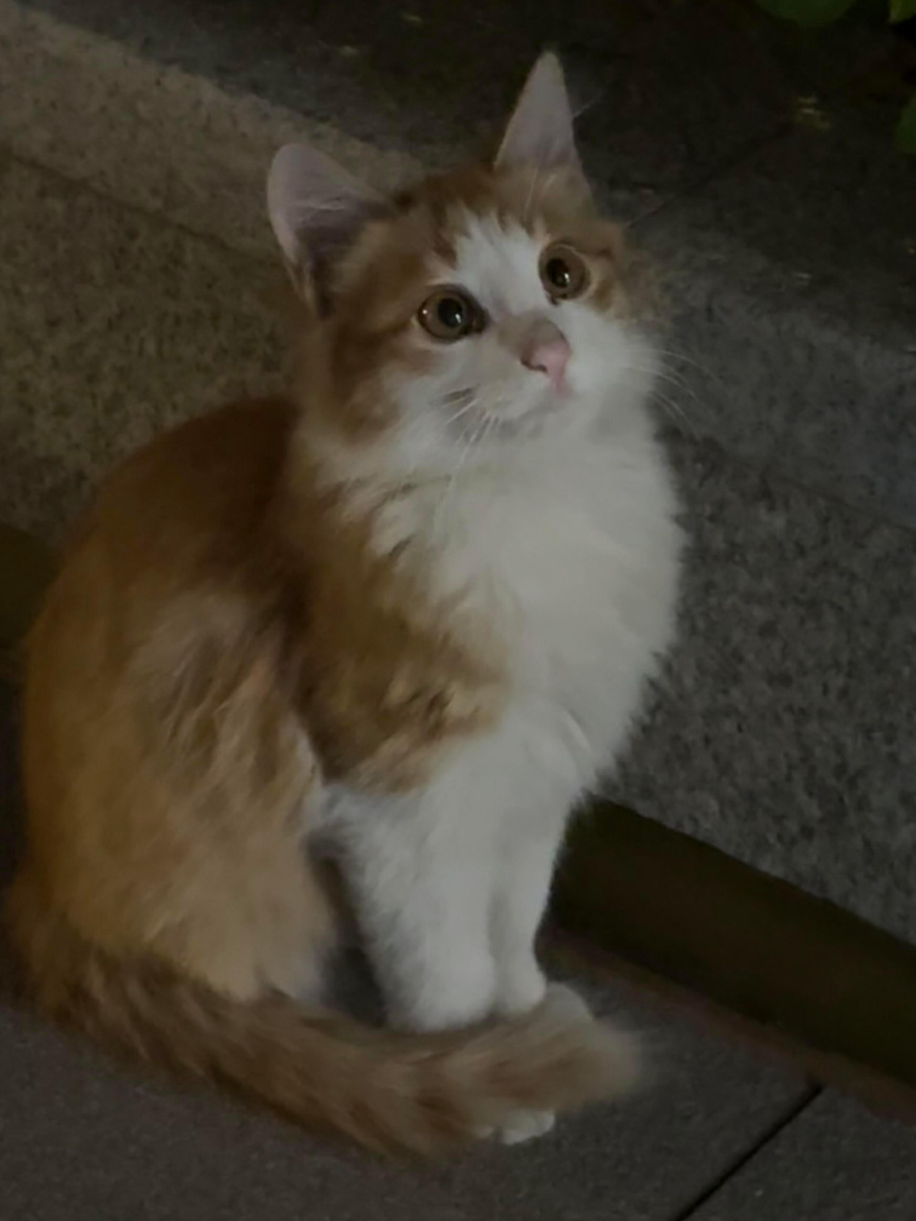 一只很漂亮的小流浪猫​​​