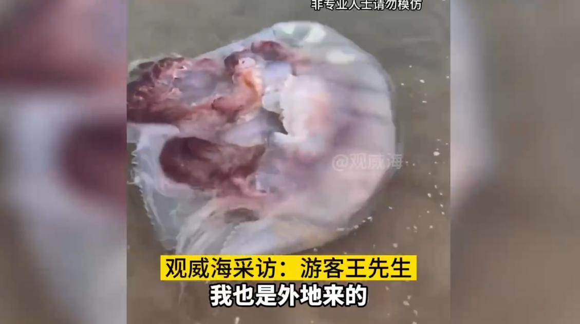 “天上掉馅饼了！”8月21日，山东威海，一外地男子在海边游玩时，偶遇一只巨大的海