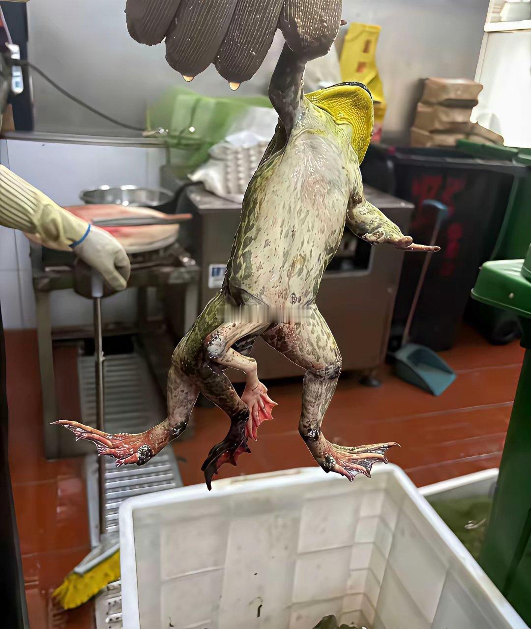 这就是现在不敢吃牛蛙的原因