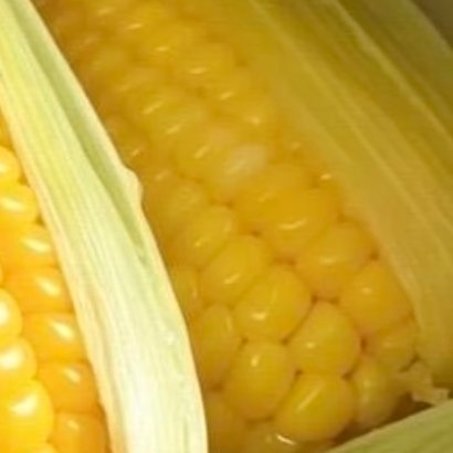 0000玉米的种植方法玉米适宜春季4月左右播种，优先选择土层深厚、排水顺畅的地块
