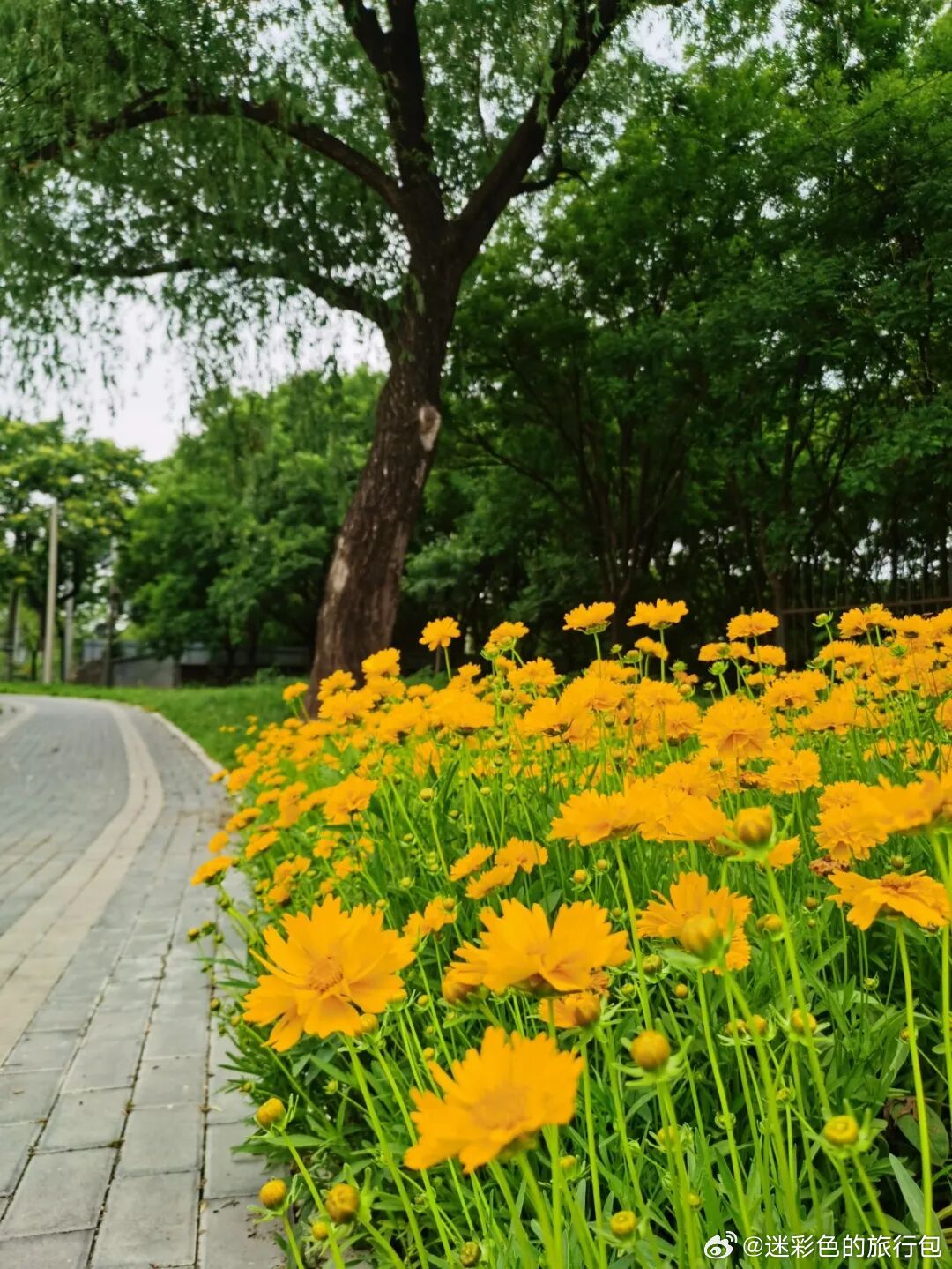 北京夏日赏花好去处藏在古建旁的金鸡菊花海太惊艳🌼繁花连片迎风摇曳，氛围感直接拉