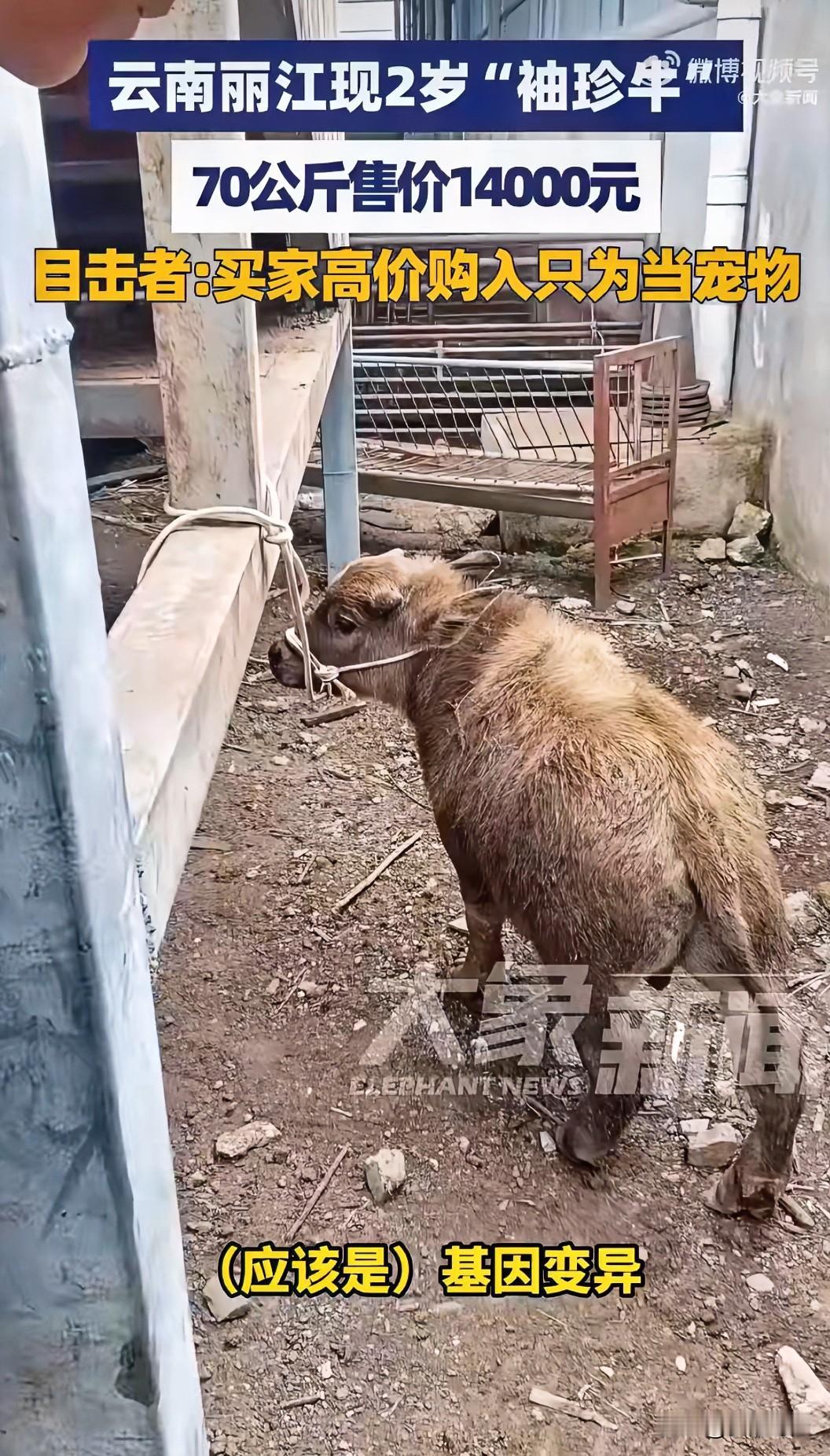 见过袖珍人也见过袖珍猪头一回听说还有袖珍牛的，真的是世界之大无奇不有啊！