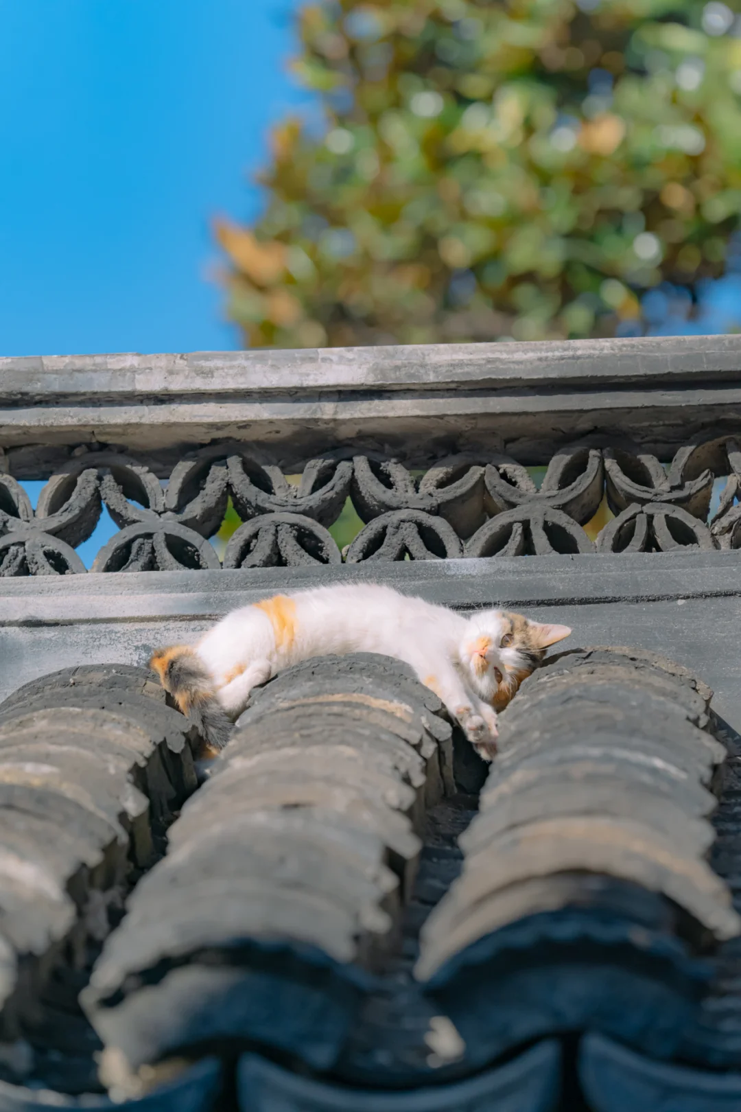 知道要照片，猫猫特意凹了个造型