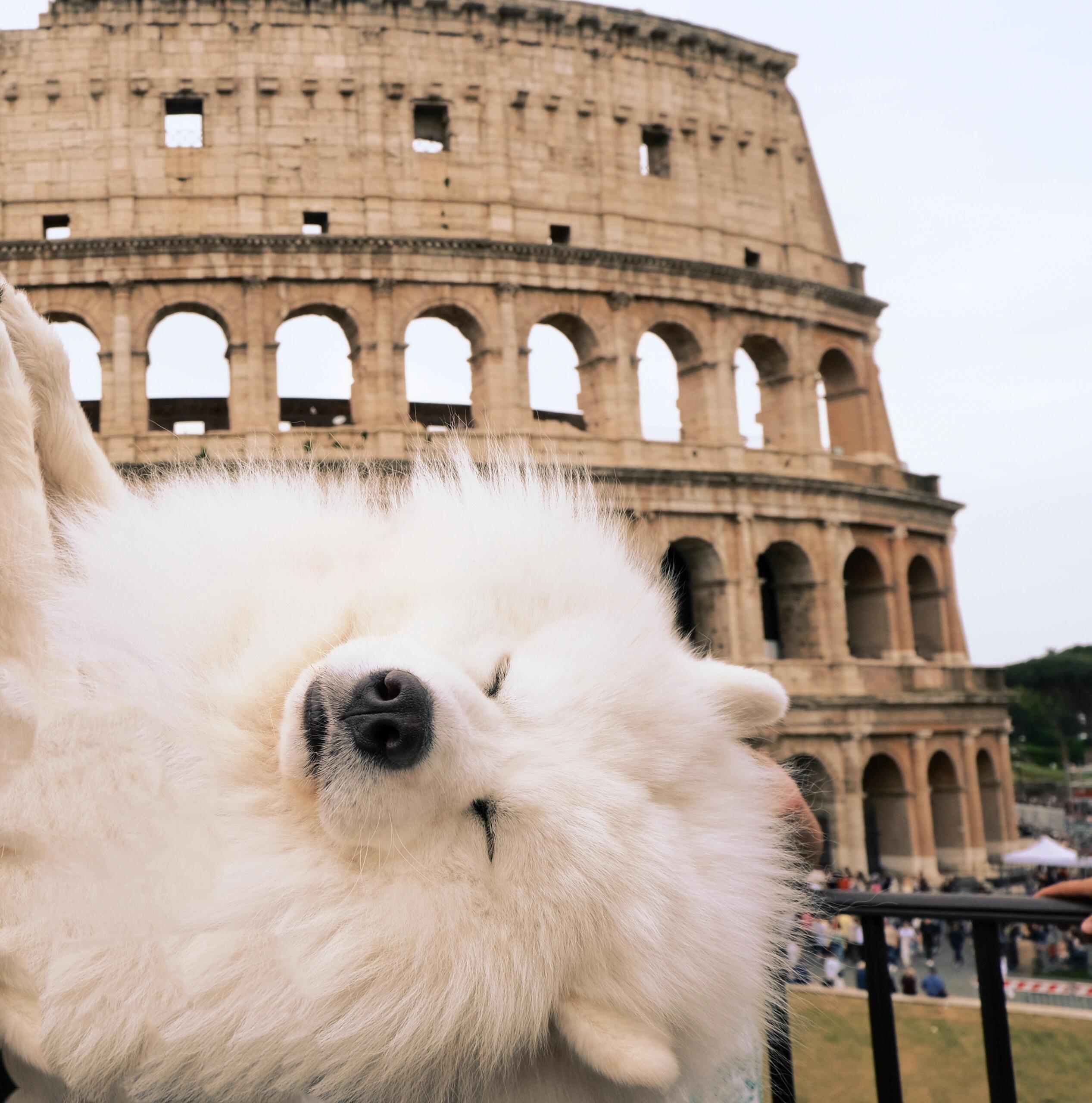 萨摩耶：我不在意你了，我在意大利