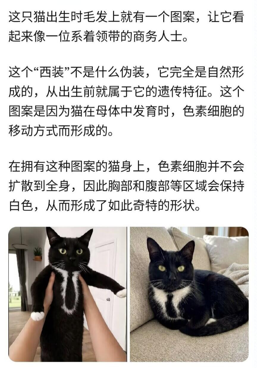 天生打工圣体穿着西装的猫猫