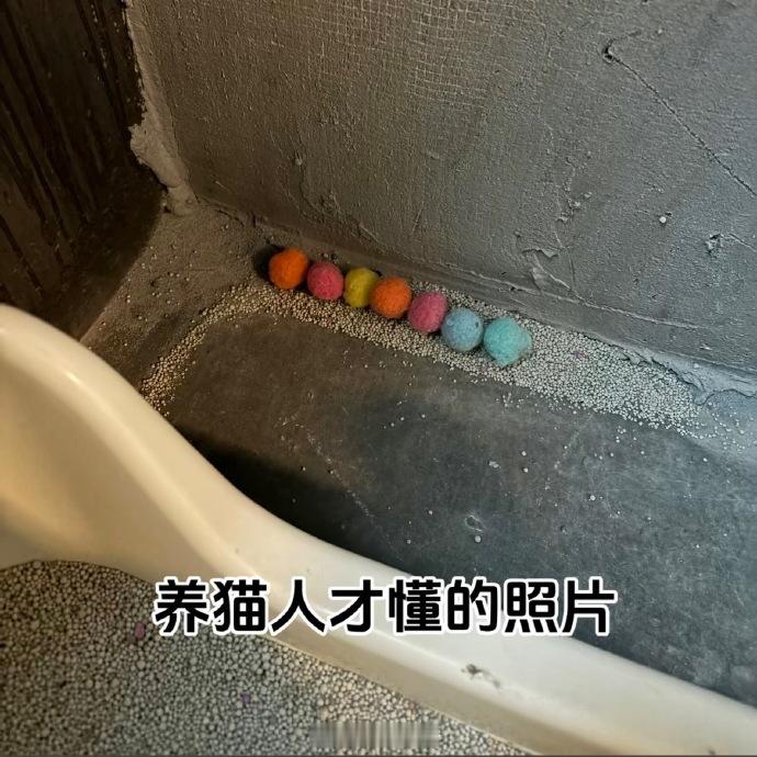 只有养猫后才懂的照片