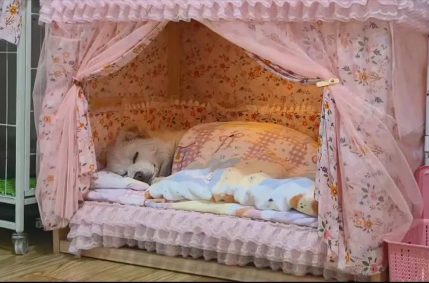 突然发现，人还不如一条狗！我们早餐店有个人经常买20个包子打包回家，她说每次