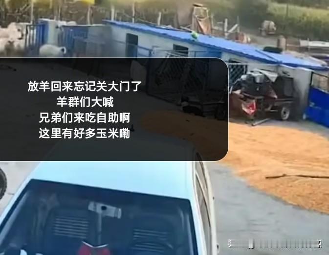 10月4日，黑龙江大庆，发生了十分好奇又无奈的一幕。一村民在外放羊回来，家里院