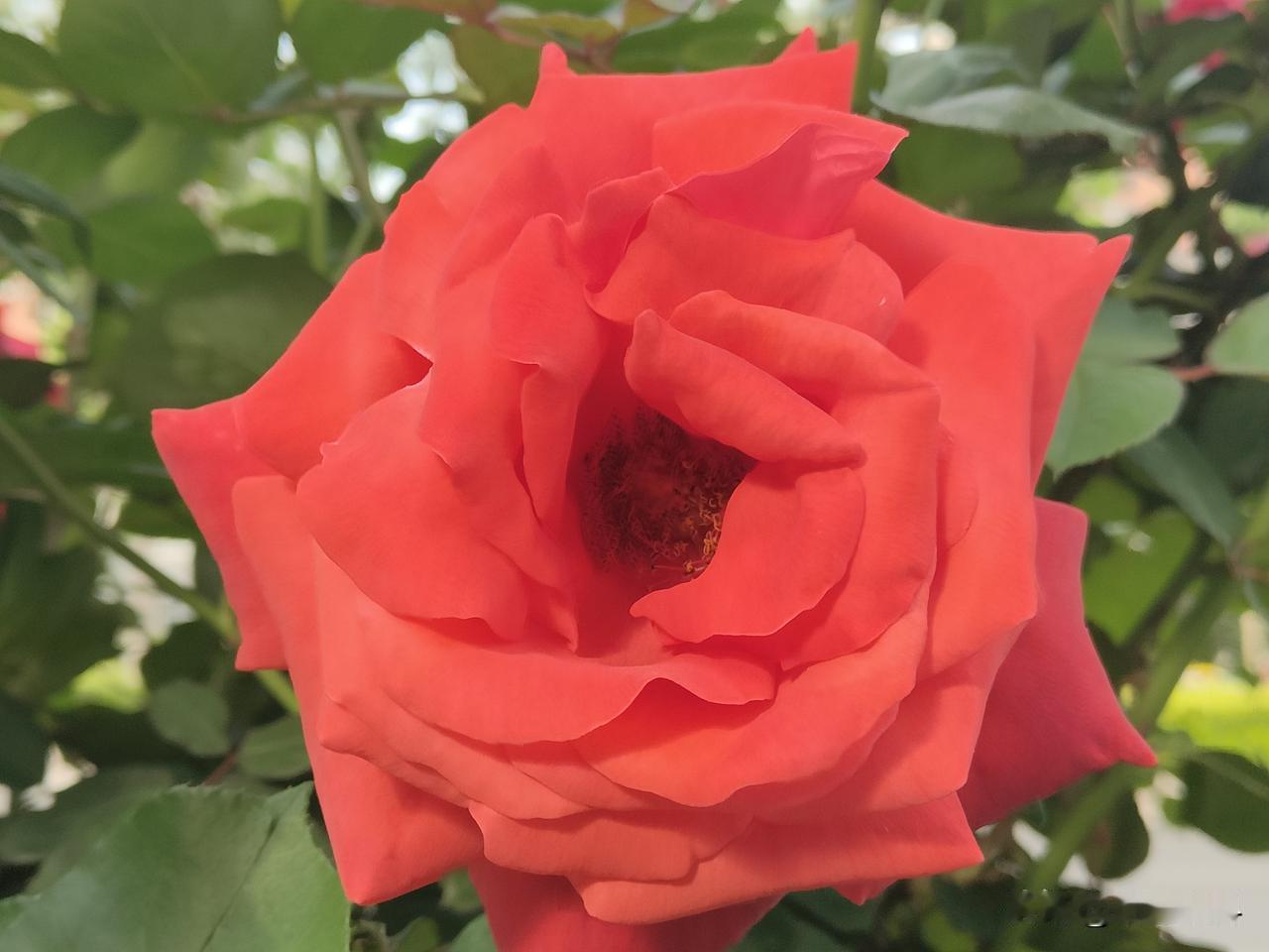 小麦白粉病是一种空气传播病害，主要危害玉米的叶片，多从中下部叶片先发病，逐渐向上