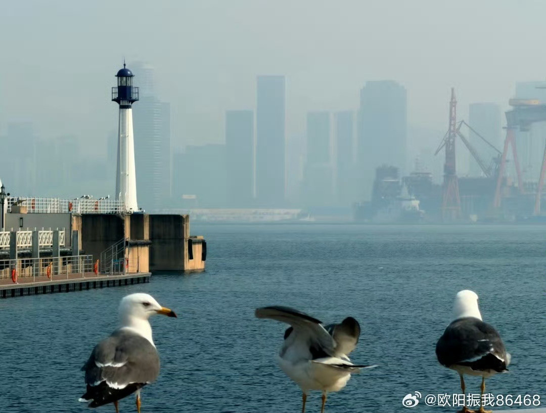 12号055正在舾装近处的海鸥好抢镜图源见水印烽火问鼎计划