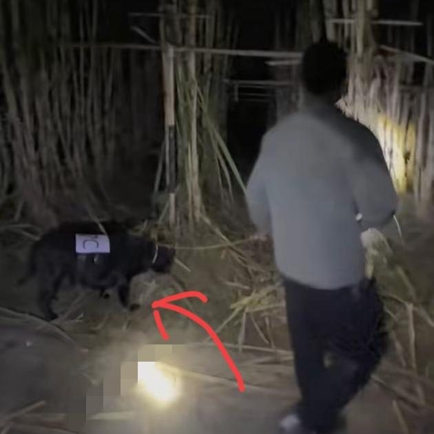 最近偷甘蔗火了四川这老板也太会玩了！9.9元就能体验“偷甘蔗”，被逮到多花6