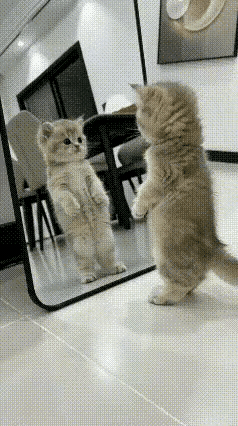 笑喷了！本来买全身镜是为了自己试衣服方便，结果万万没想到，直接被家里猫咪截胡成专
