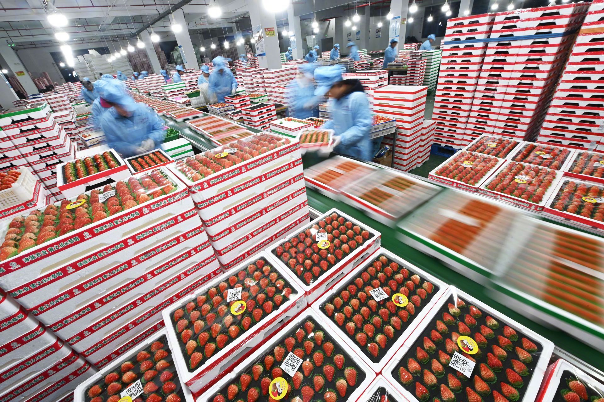 #凌晨4万斤草莓坐冷链专车出发#【#8000吨数亿颗草莓的春节闪电战#】#20