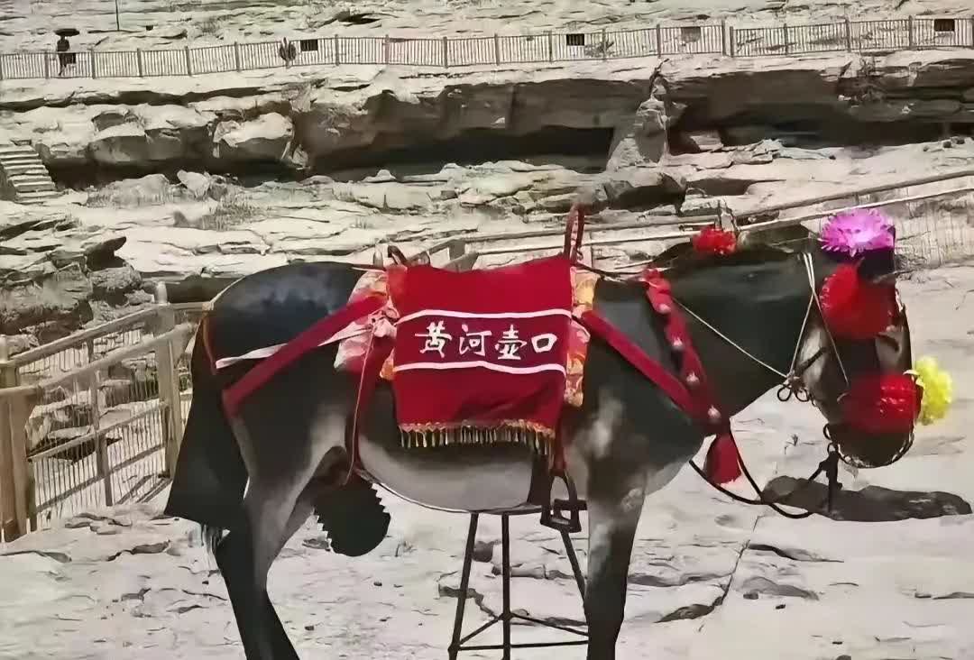 网上流传的消息，壶口瀑布的一头毛驴火了，火的原因是有人举报：这头驴在大庭广众之下
