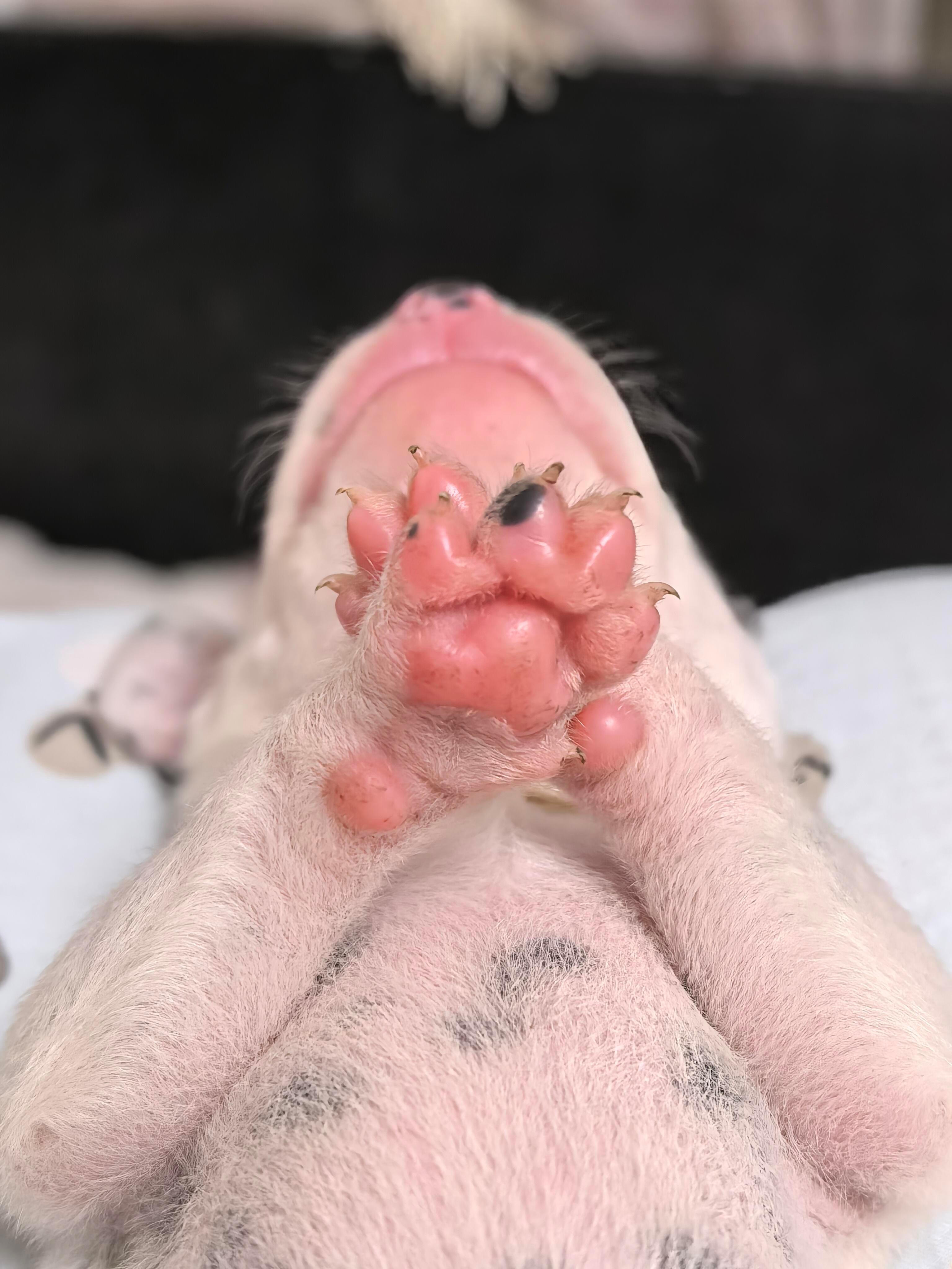猜猜谁的手~原来是修勾的爪爪。动物奇遇记