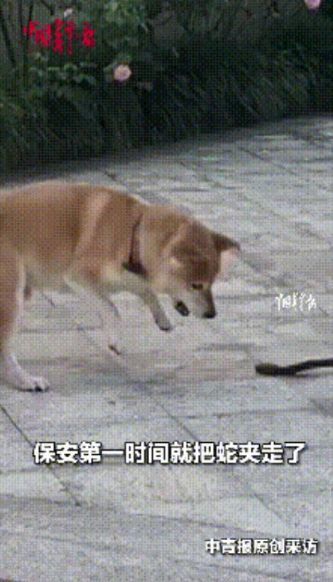 “太有灵性了！”7月19日，浙江绍兴，一女子家里不知何时溜进了一条大蛇，把女子吓