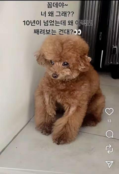 SHINeeKey卷入朴娜莱风波？。关键证据竟是一只贵宾犬？近日韩国喜剧