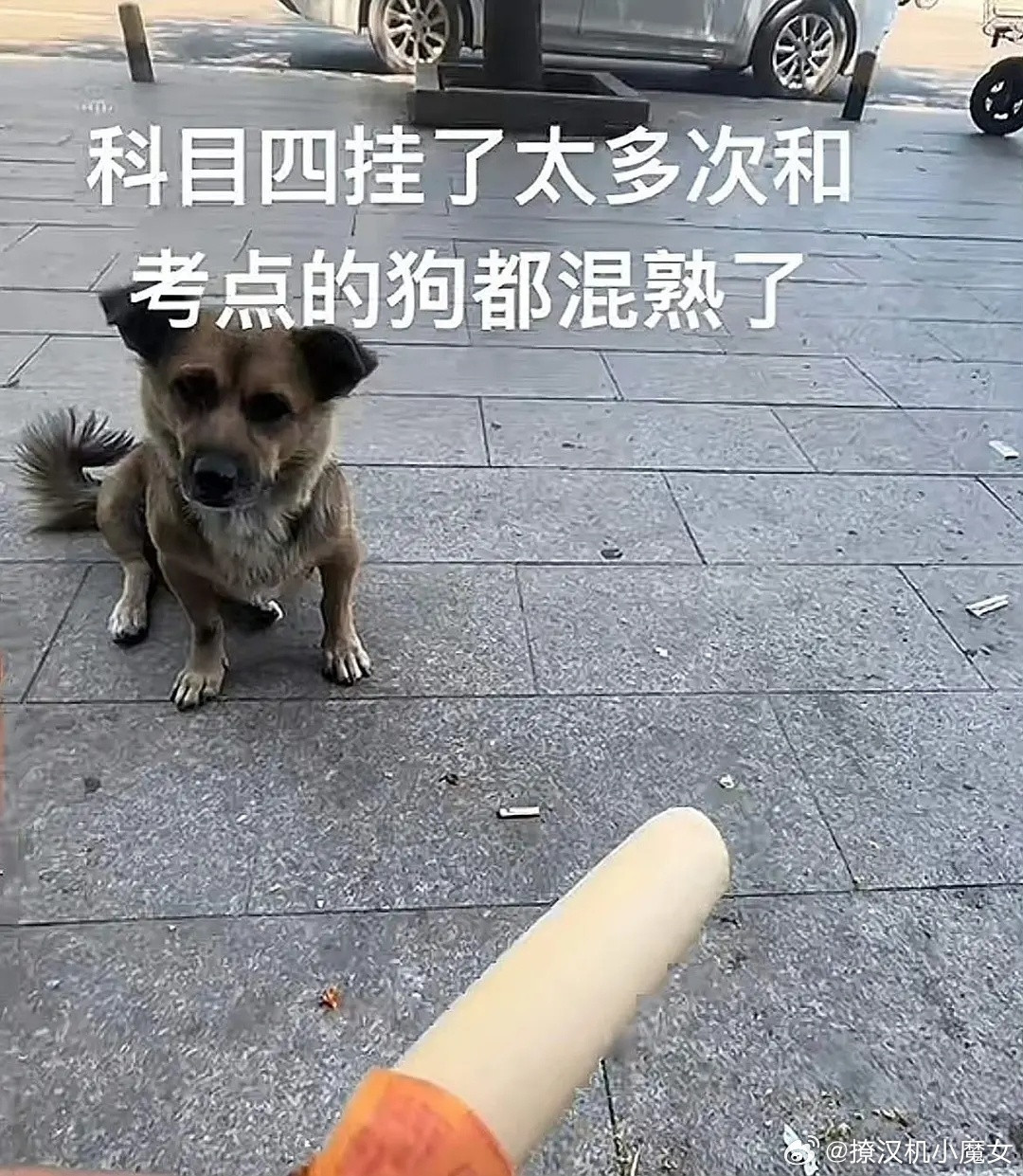 科目四考太多次成为狗狗帮帮主……网友：那是被教练骂成狗的学员[笑着哭][笑cr