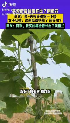 不厚道地笑了！安徽，一女子网购了黄瓜苗，不料越长越不对劲，直到开出了南瓜花，女子