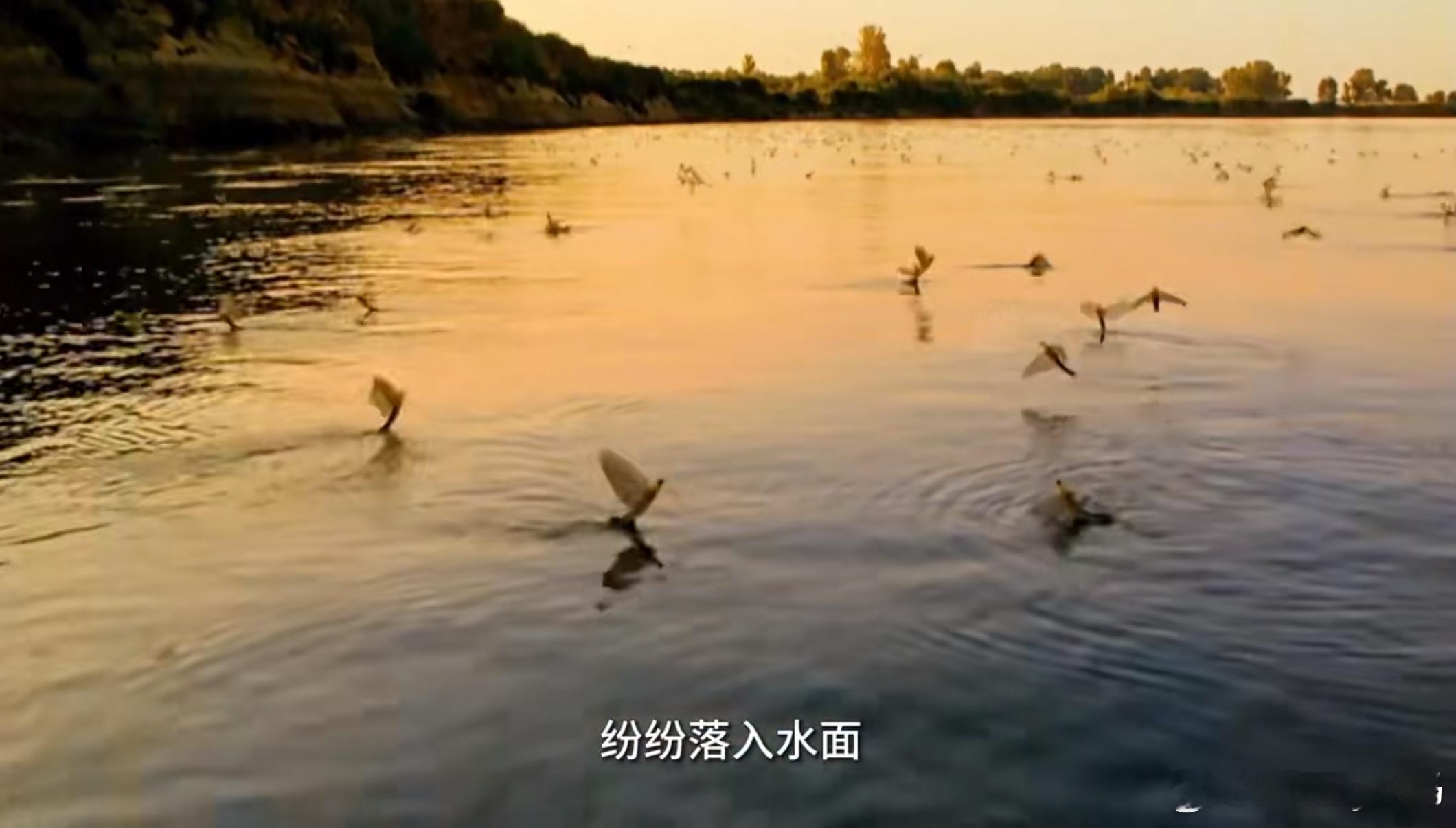 蜉蝣是世界上寿命最短的生物之一原来翩翩纷飞的蜉蝣只活一天短暂的一生完成交配产卵后