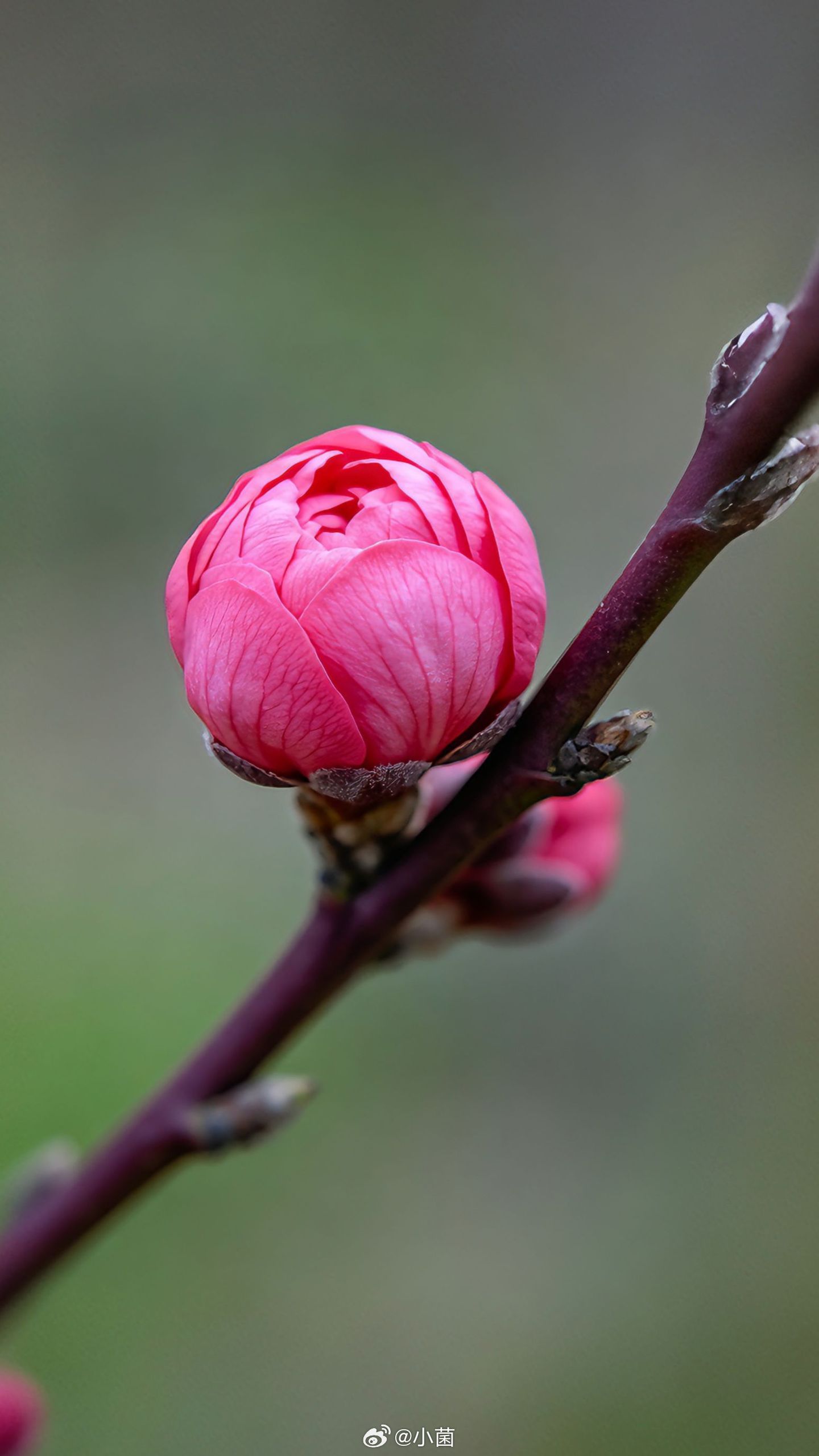 枝头攒着粉色的期待，等风来，等花开，等春日满盈小菌早朋友们
