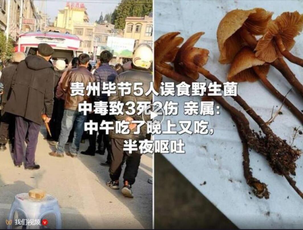 说真的，看到贵州毕节这个新闻我心里特别难受。五个人吃野生蘑菇，结果三人死亡一人住
