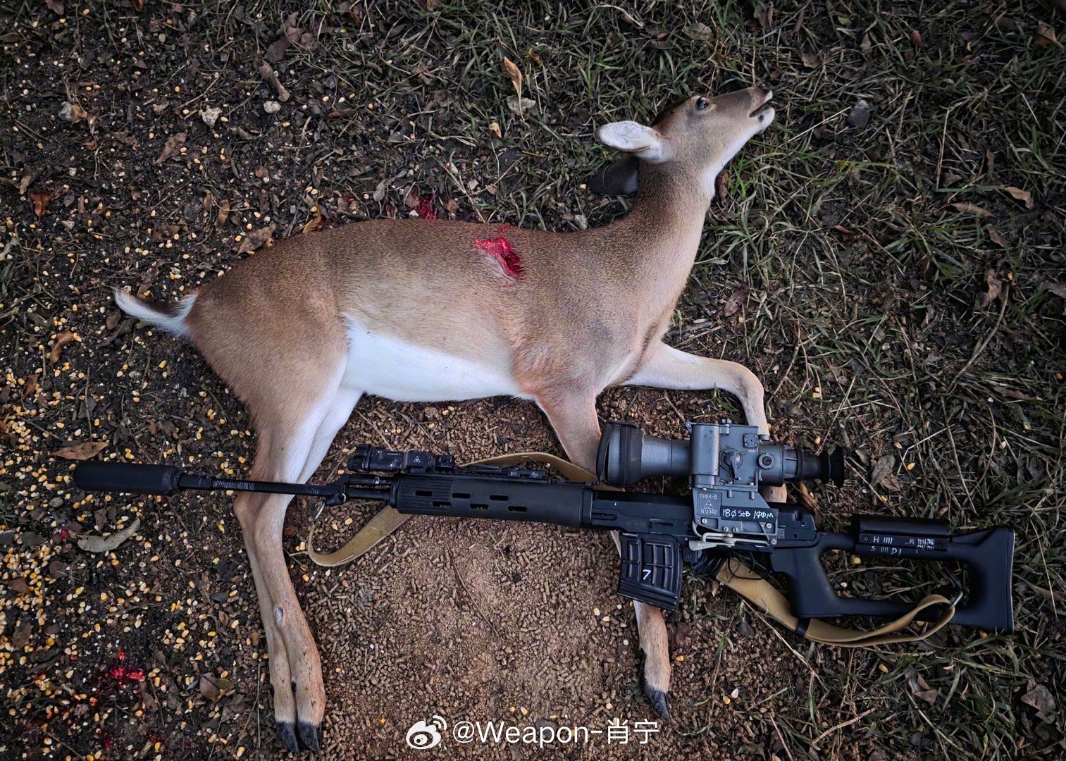 兵器影像这是用改装的SVD狙击步枪猎鹿？​​​