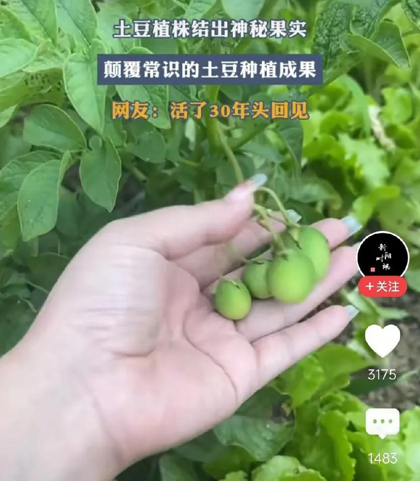 现在网友这么没见识吗？连土豆结果都没见过啊！刷到个离谱视频——有人兴奋举着土