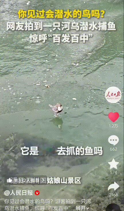 这只鸟上人民日报了！四川四姑娘山景区，几名游客在河水冰面上发现了一只小鸟，原本没