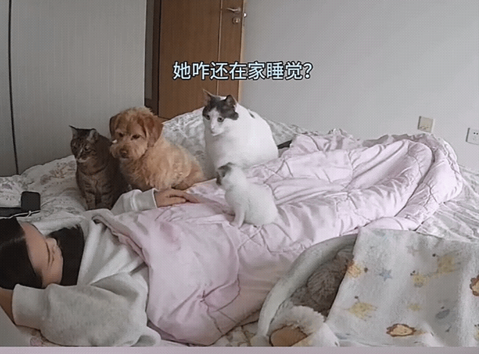 “笑不活了！”12月1日报道，辽宁一名女子养了三只猫咪一只狗狗，这天，女子感冒了