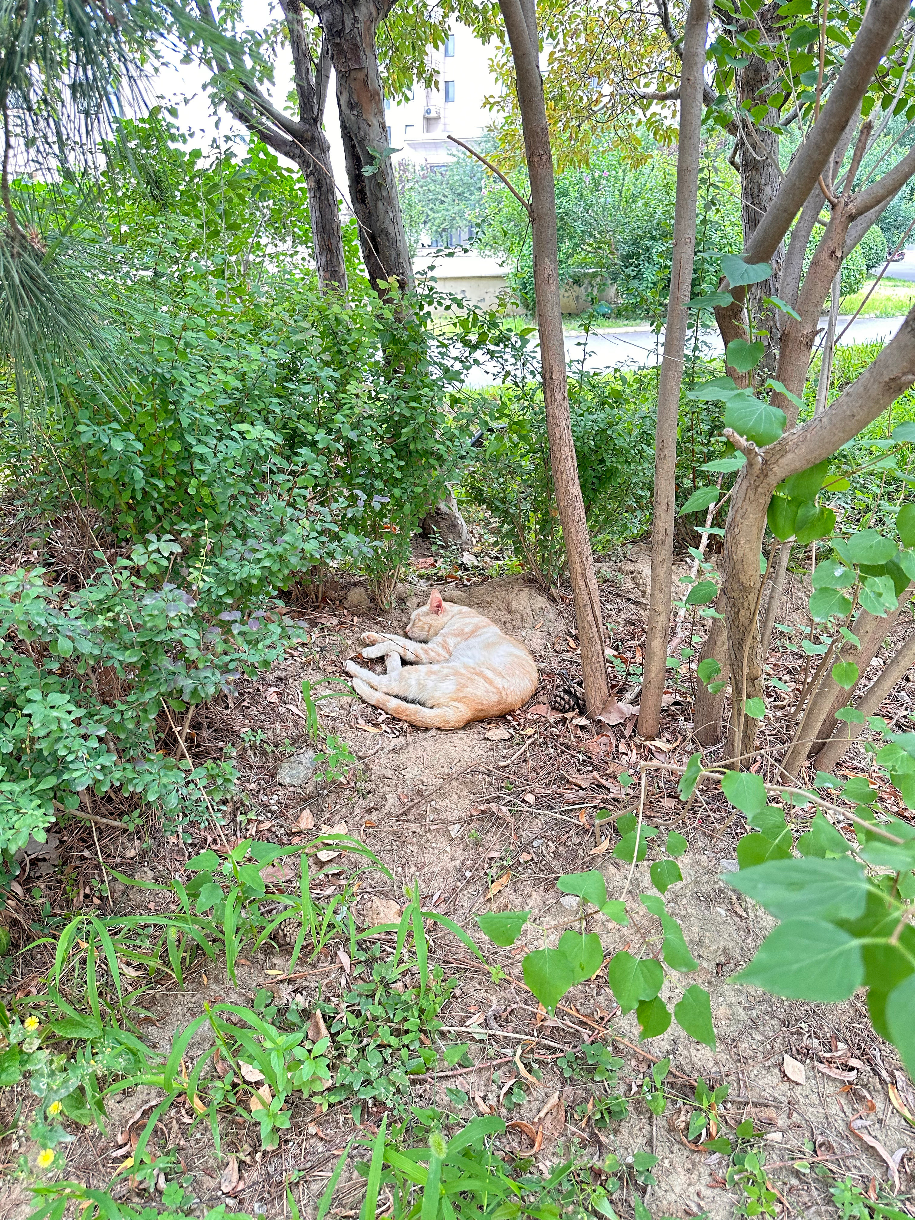 抓拍到一只拉💩的猫，和一只睡觉的猫流浪猫